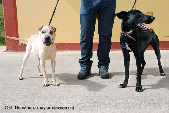 Los perros rescatados por los bomberos están bien de salud, aunque aún no se sabe cuál será su destino PerrosRescate01