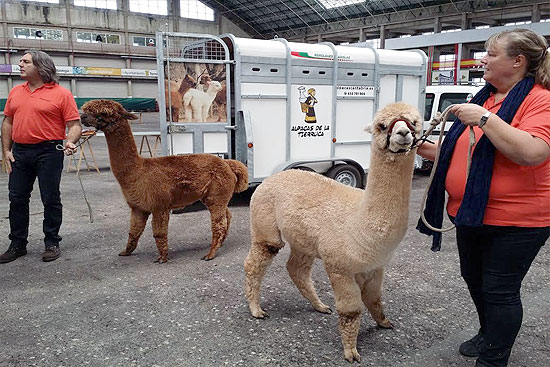 AlpacasFeria