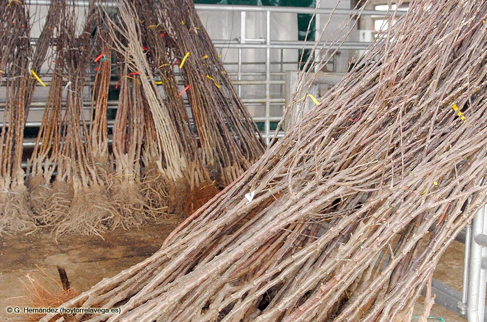 El plazo para solicitar ejemplares en la Campaña del Árbol de Suances se cierra el día 6 Arboles01