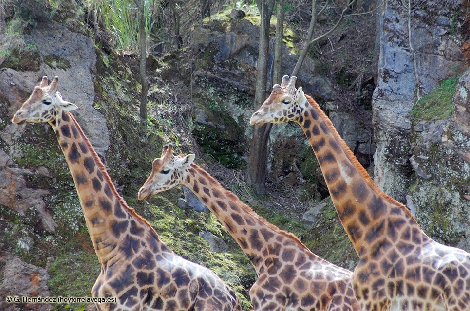 CabarcenoJirafas