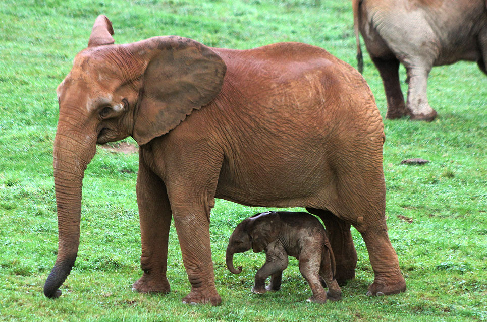 CabarcenoElefanteNacimento