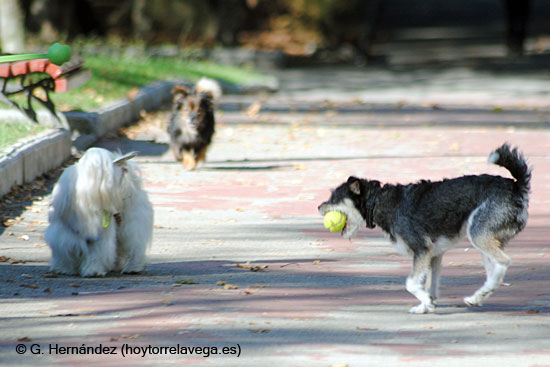 Perros04