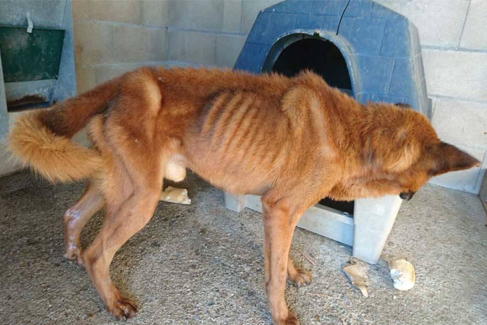 Rescatado en Polanco un perro en estado de desnutrición extrema, deshidratación y ceguera PerroPatasPolanco01