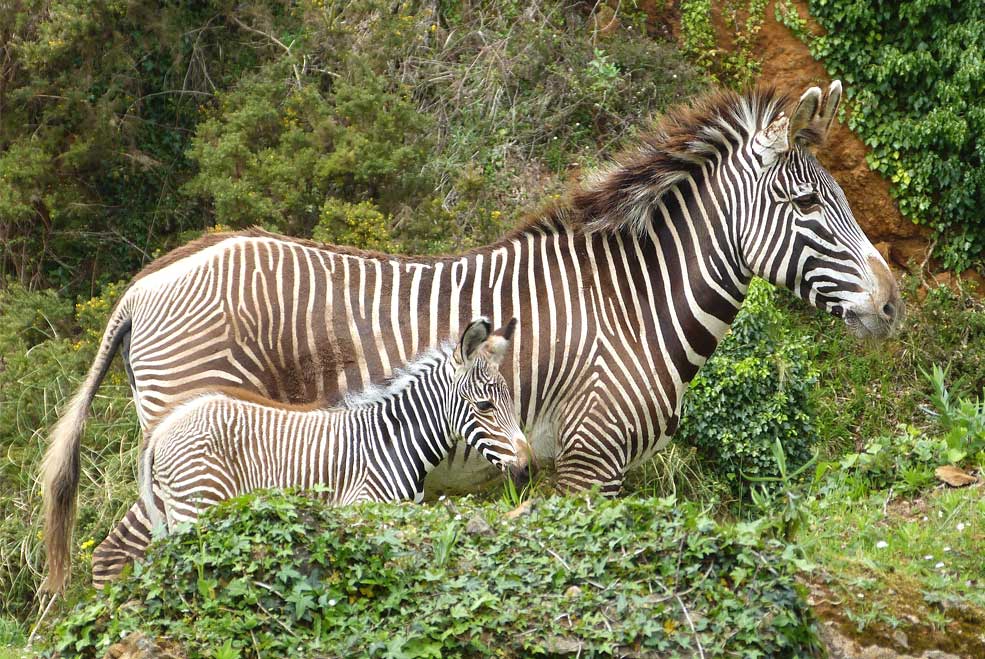 CabarcenoCebraGrevy