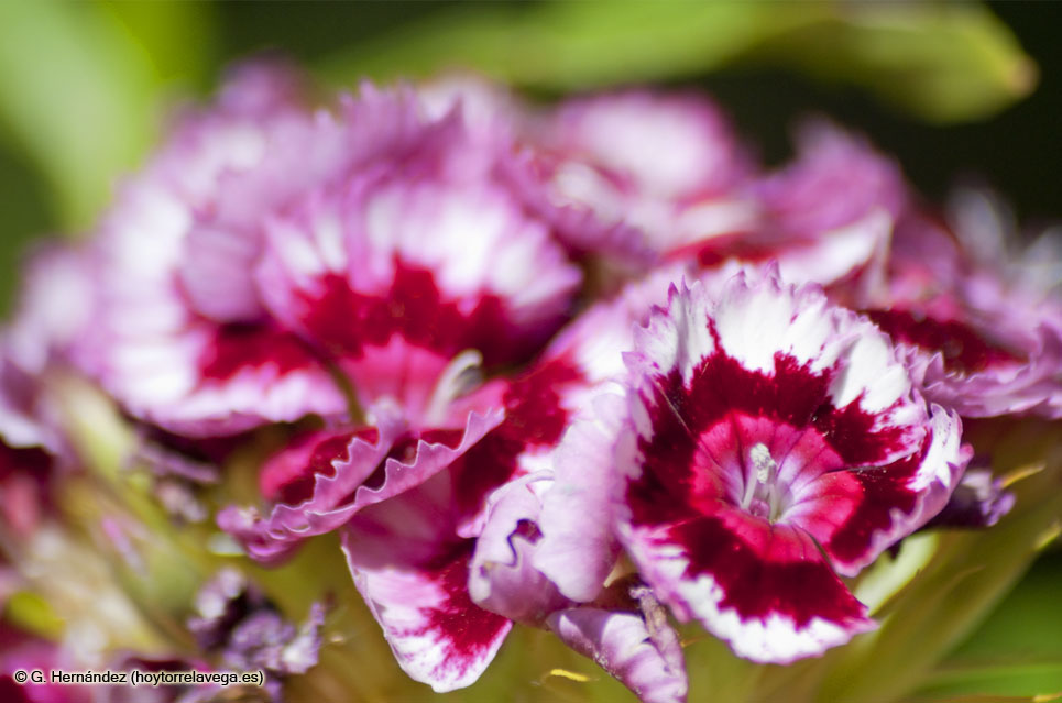 El I Concurso de Jardines Ciudad de Torrelavega se celebrará en mayo Flores