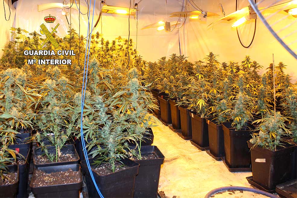 Intervenidas 448 plantas de marihuana en una operación desarrollada en Torrelavega, Reocín, Santillana y Cabezón GCMarihuanaCarancejaQueveda