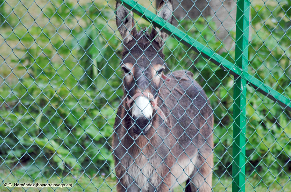 Carrera de Burros ¿el de abajo o el de arriba? Burro01