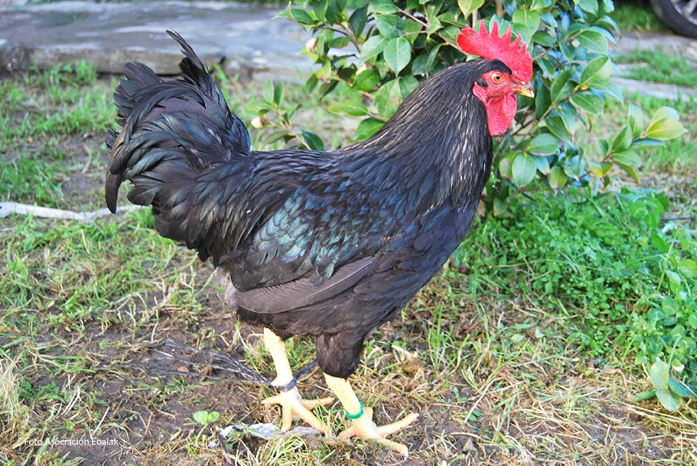 GallinaEuskalOiloaBeltza