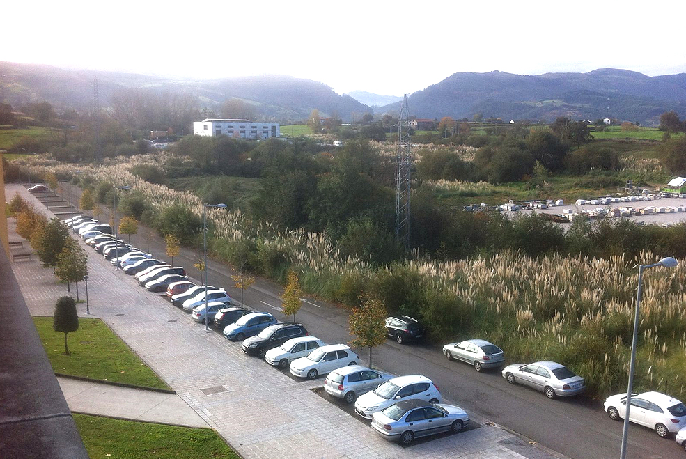 El PP reclama medidas inmediatas a Urraca frente a los plumeros que “invaden” muchas zonas de la ciudad PlumerosCampus