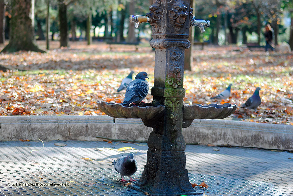 Palomas01