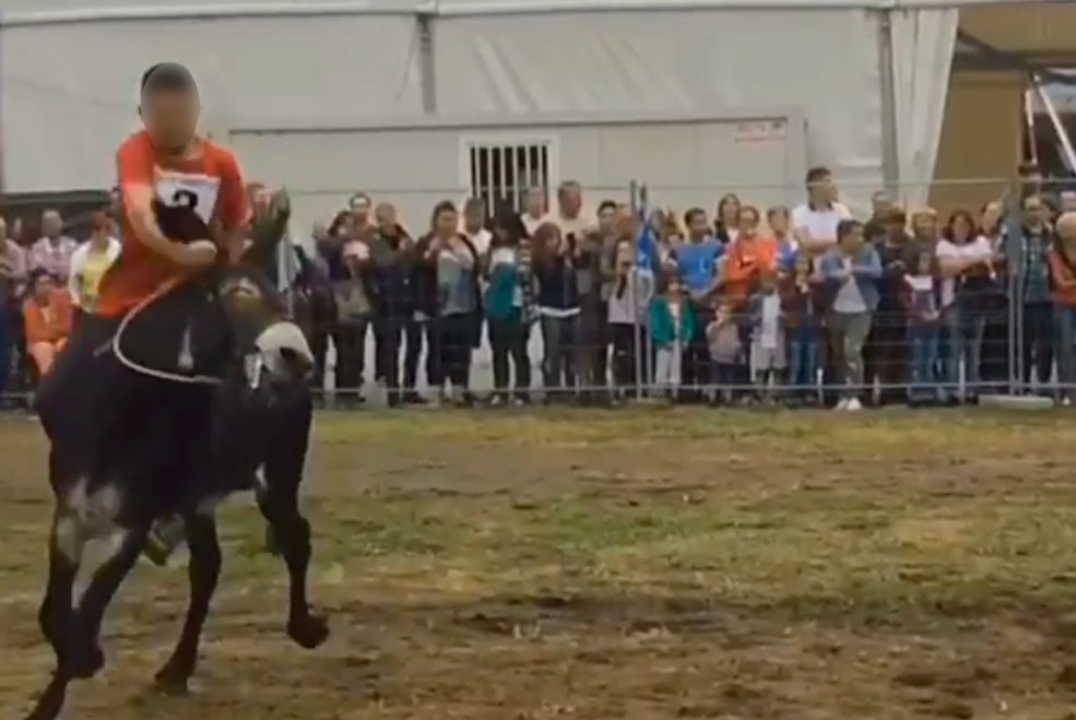 TanosCarreraBurros2017