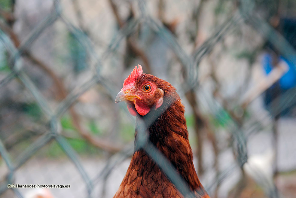 Gallina02
