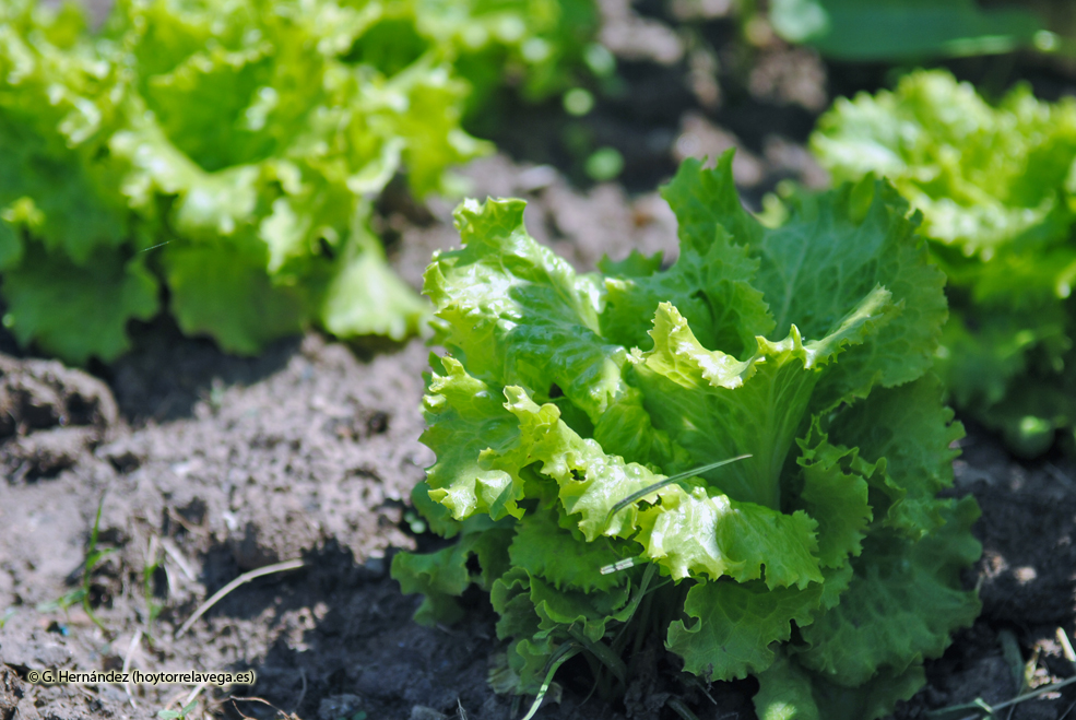 La Mancomunidad Miengo-Polanco solicita un taller de empleo de cultivos de frutas, flores y hortalizas, por importe de 130.000 euros HuertosUrbanos04