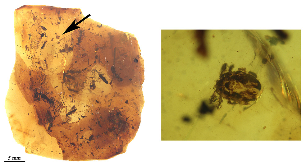 SoplaoGarrapata