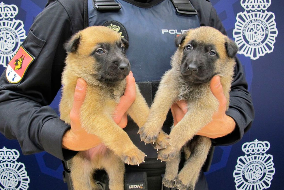 PoliciaNacionalConcursoPerros
