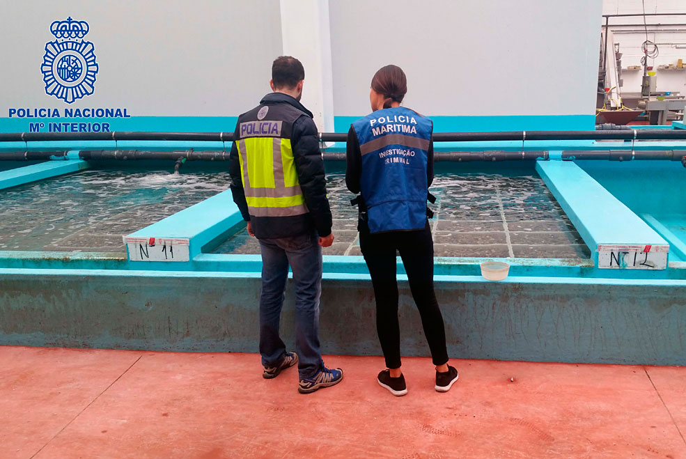 Identificados viveros de Pontevedra, Cantabria, Huelva y Guipúzcoa por ‘blanqueo’ de almejas japónicas introducidas ilegalmente en España PoliciaAlmejasJaponicas