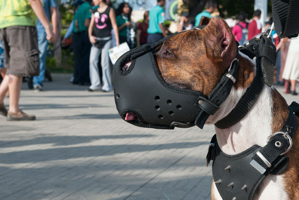Las infracciones relacionadas con perros de razas peligrosas descendieron casi un 50% el año pasado PerroPeligroso