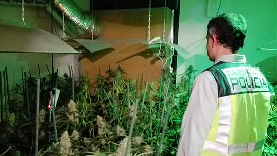 PoliciaPlantacionSantillana