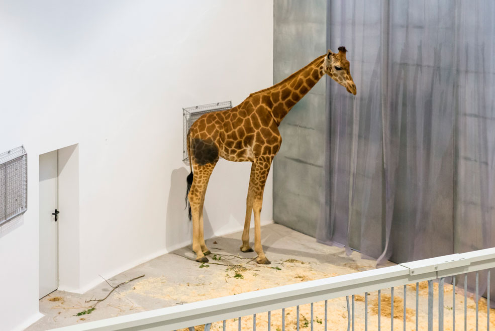 Las jirafas vuelven al Parque de la Naturaleza de Cabárceno CabarcenoJirafaRegreso