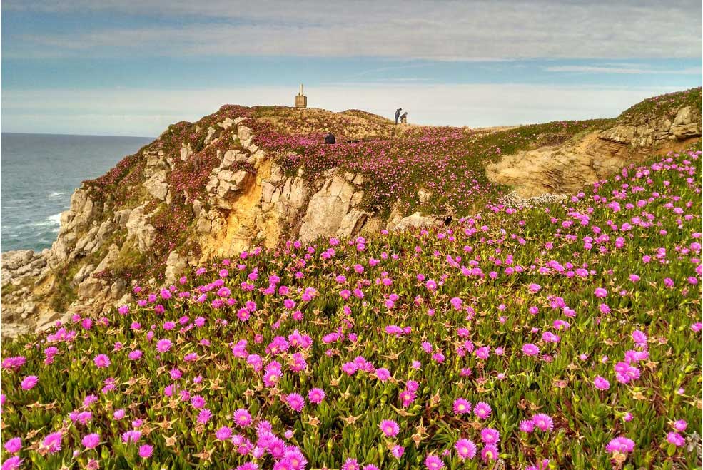 Suances se ha convertido en la ‘zona 0’ de la afección por la invasora uña de gato en Cantabria SuancesTabliaUnagato