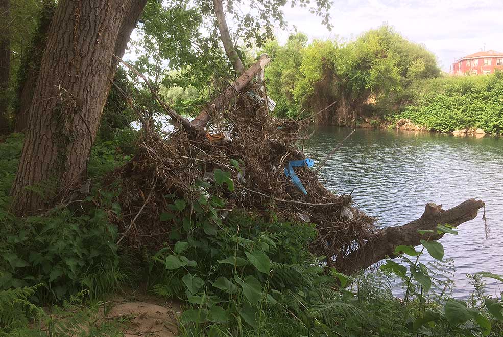Colectivos ecologistas convocan este domingo una limpieza de las riberas del río en la zona de El Patatal RiberaRioEcologistas