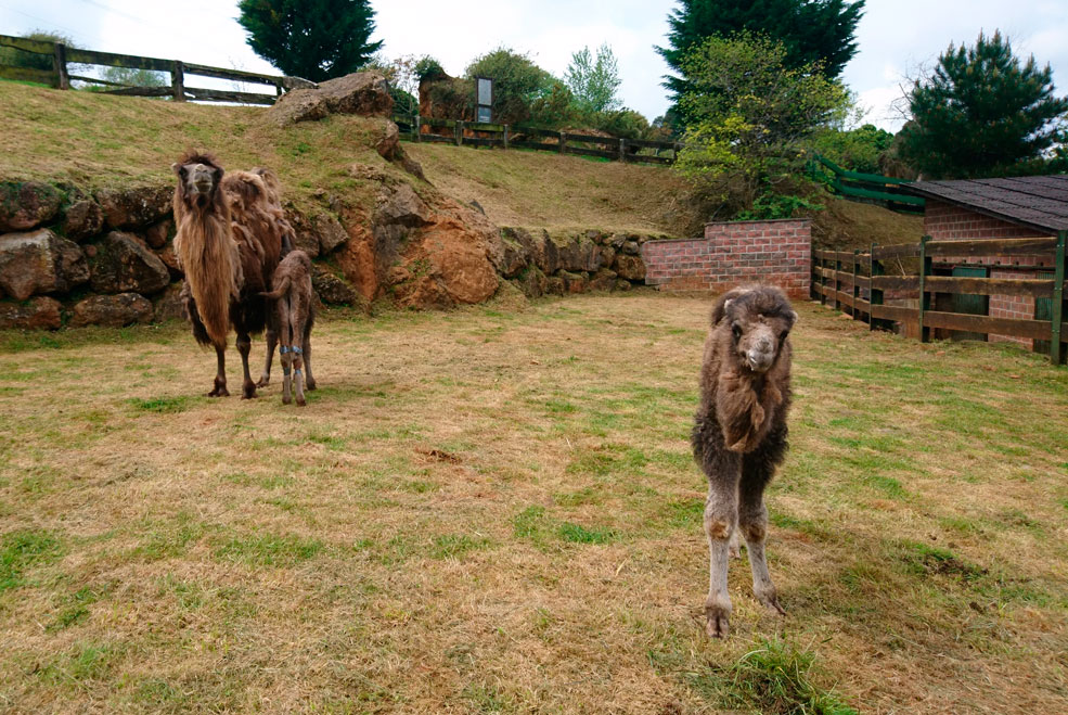 CabarcenoCamellos