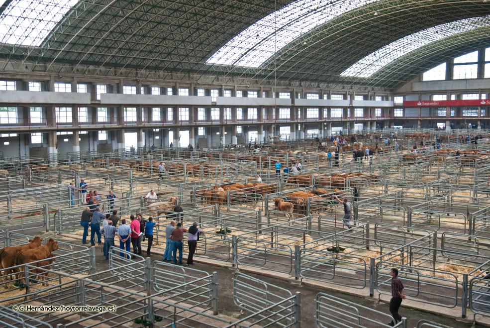 FerialVacas02