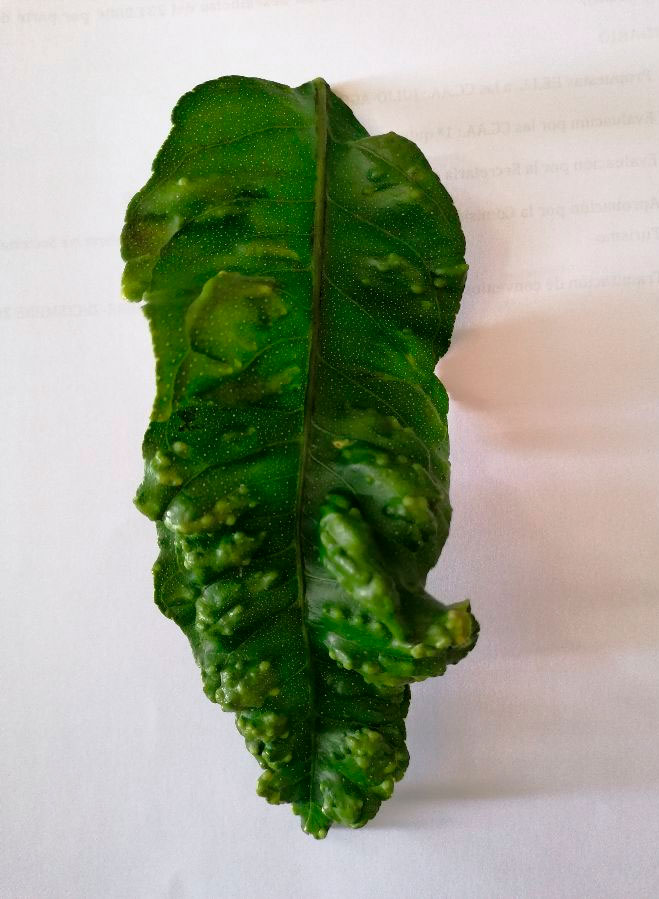 El Ayuntamiento de Suances informa sobre la presencia de la psila africana de los cítricos en el municipio SuancesPlagaCitricos