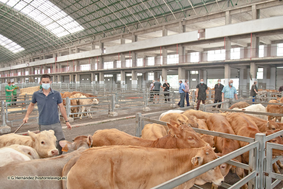 Torrelavega refuerza la actividad pecuaria del Mercado Nacional de Ganados t01