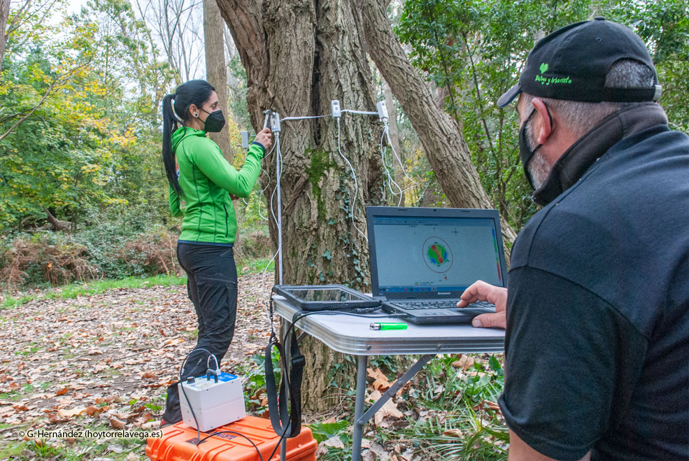 “El Parque de las Tablas es una maravilla, un regalo tener un bosque a cinco minutos de casa” PatatalEstudioArboles