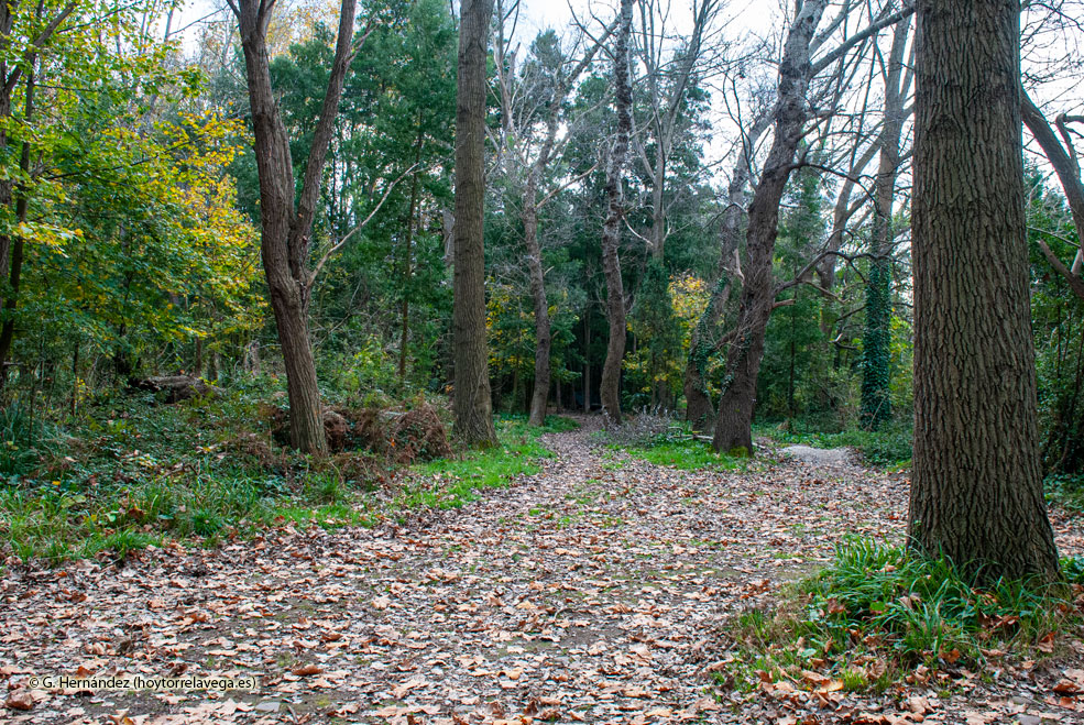 PatatalArboles