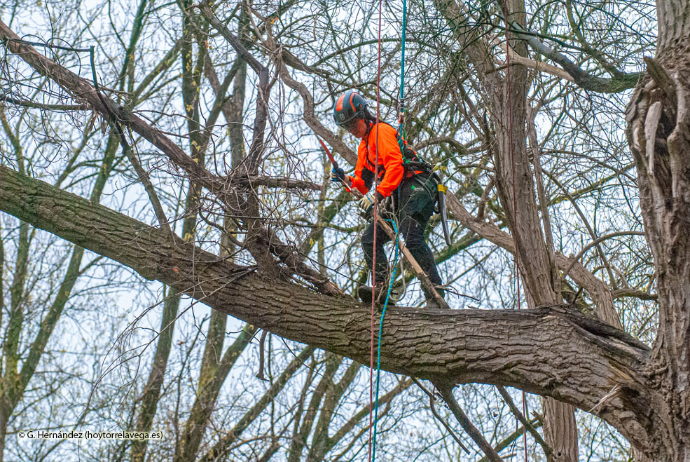 PatatalArborista