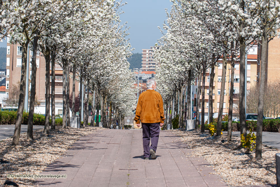 AvenidaCantabriaArboles