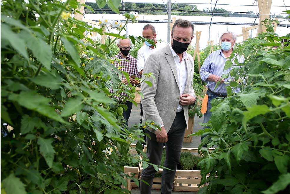FeriaTomateVillapresenteBlanco