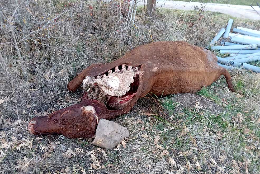 ASAJA denuncia nuevos ataques de lobos y advierte que seguirán por el “descontrol” tras su inclusión en el LESPRE ASAJAAtaquelobo