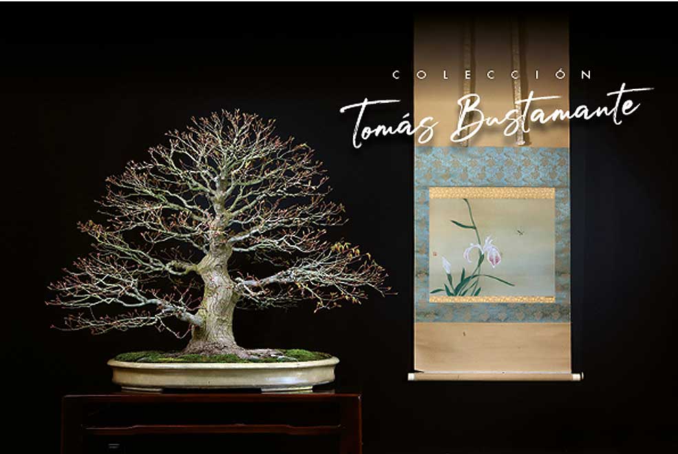 ExpoBonsaisBustamante