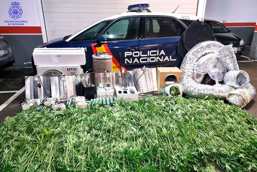Desmantelada una plantación de marihuana en Polanco y detenida una mujer de 53 años PoliciaPolancoMarihuana