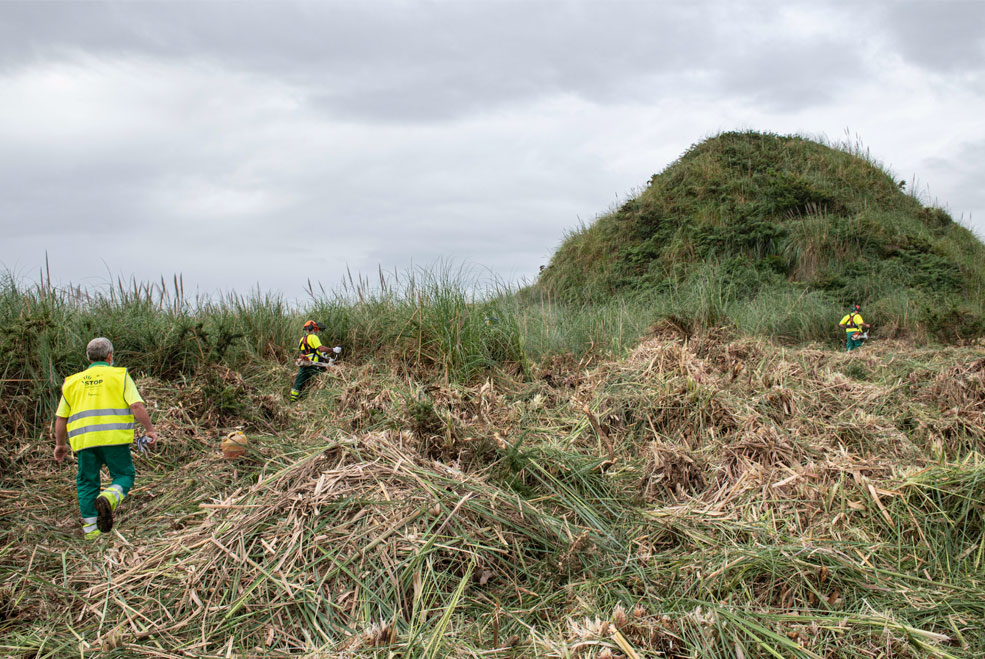 El proyecto de eliminación de plumero en el que participa SERCA, finalista de un galardón europeo SercaPlumero