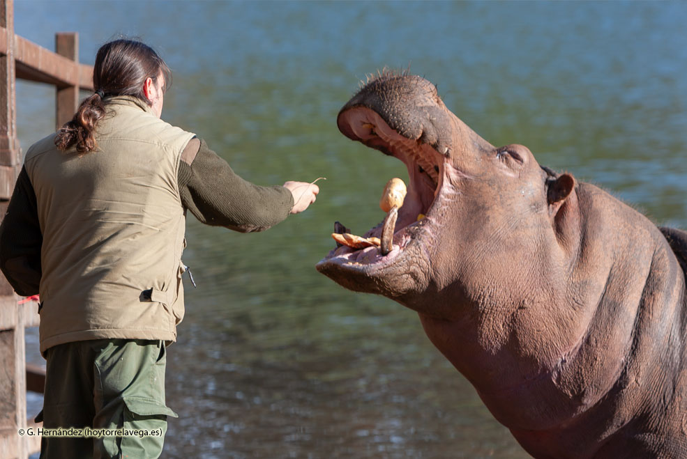 CabarcenoHipopotamo2024