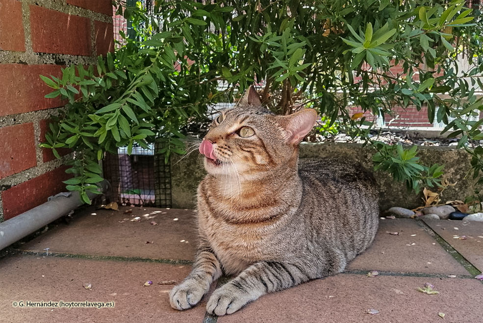 El Ayuntamiento de Polanco “condena a muerte a los gatos callejeros” al confinarlos en perreras, denuncia el PSOE GatoCalle