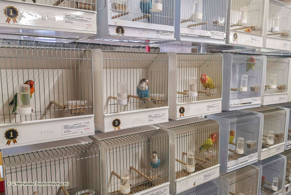 Más de 2.200 aves participan en el XXIII Concurso Ornitológico ‘Ciudad del Besaya’ ConcursoOrnitologico2023