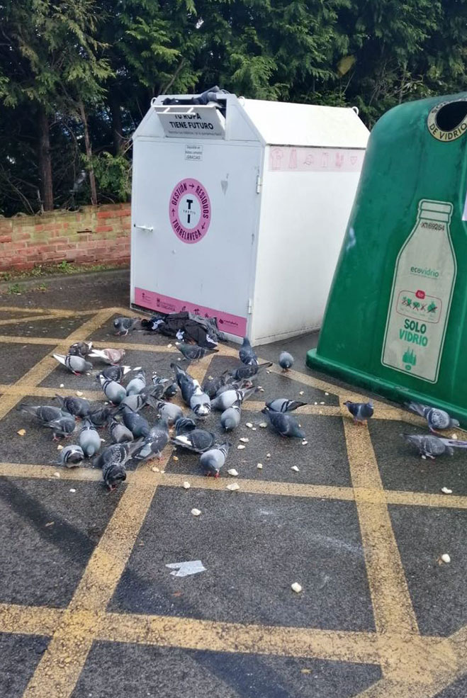 BarrioCovadongapalomas2024