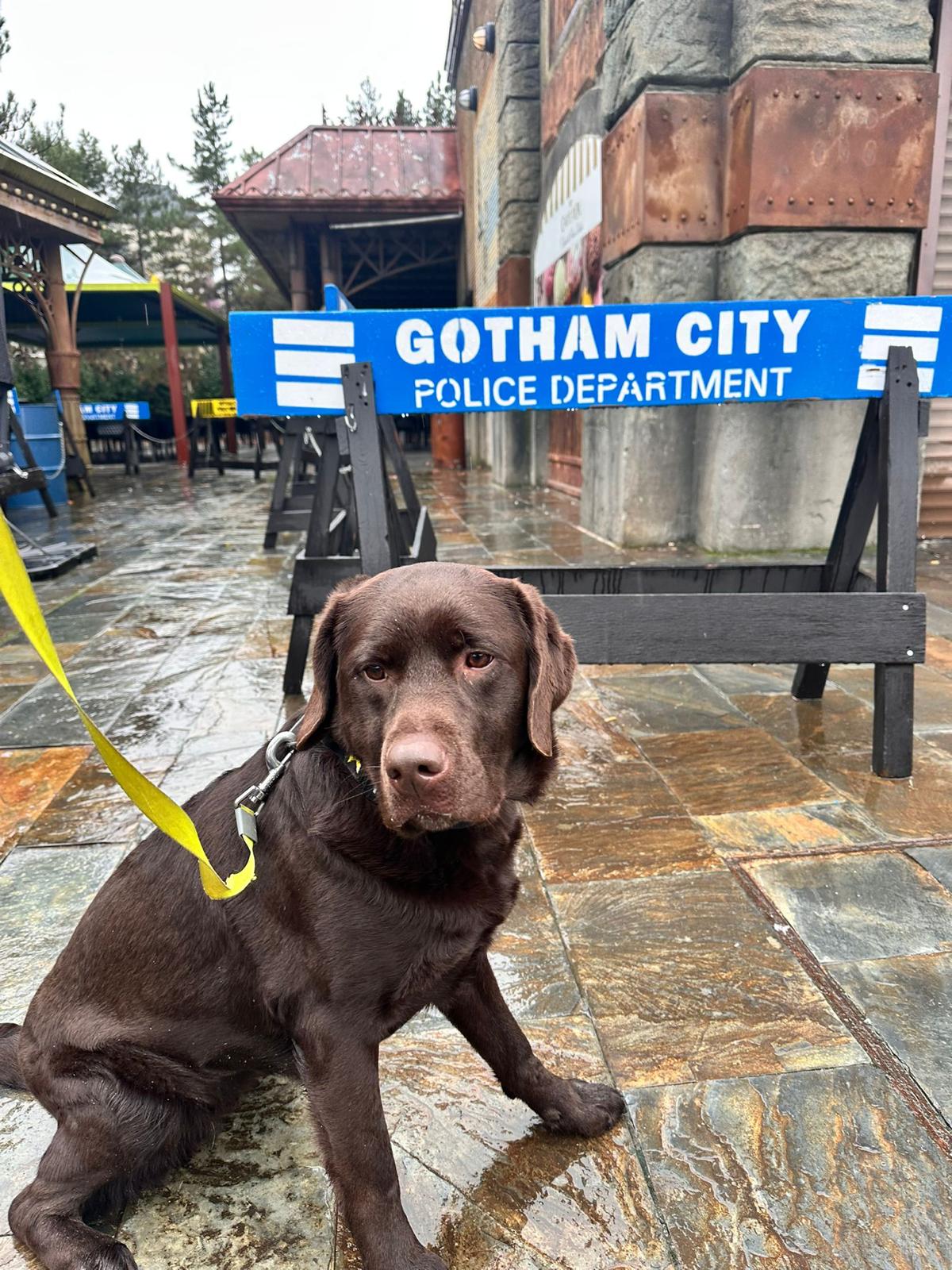 La Unidad Canina de la Policía Local se amplía con la incorporación de Kiara