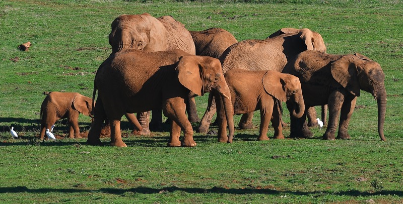 Fallece Zambi, una de las elefantas más longevas del Parque de la Naturaleza de Cabárceno, tras una lucha entre varios miembros de la manada